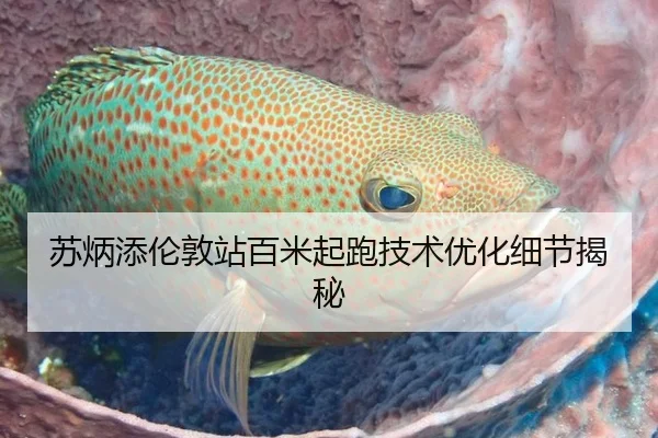 苏炳添伦敦站百米起跑技术优化细节揭秘